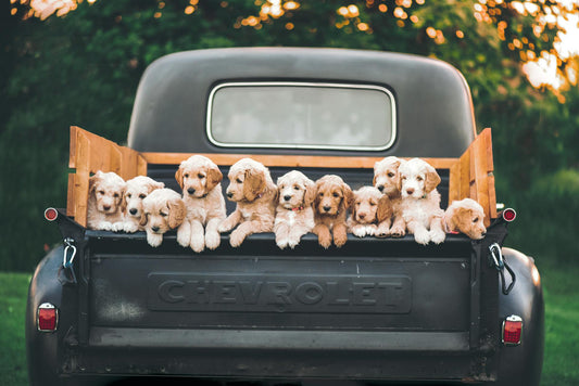 Unleashing Comfort and Care: Must-Have Essentials for Every Pet Parent